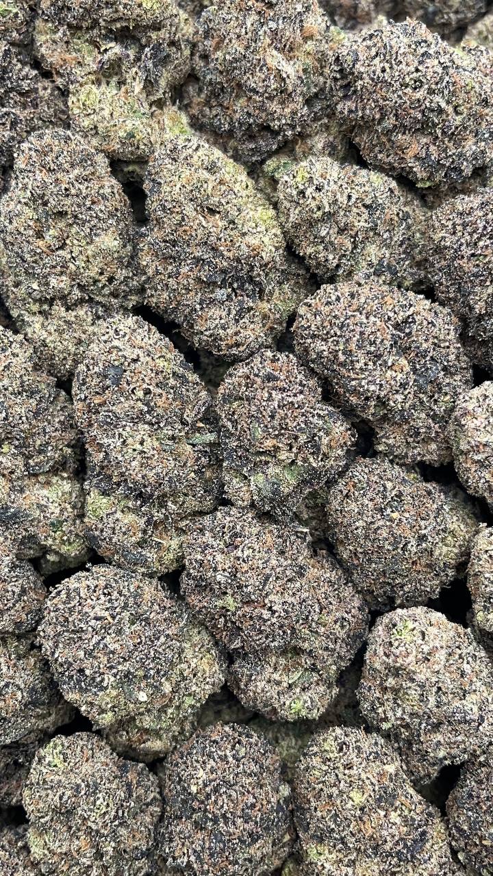 Purple Candy Jack - PK670