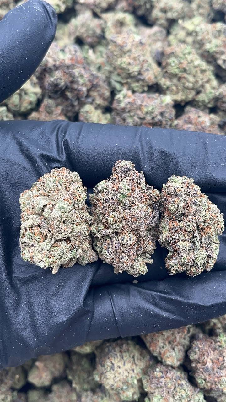 White Truffle - PK655