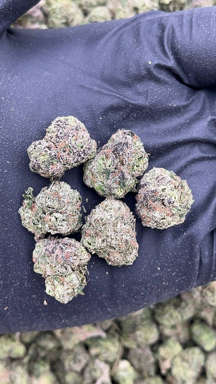 Purple Unicorn Smalls - PK658
