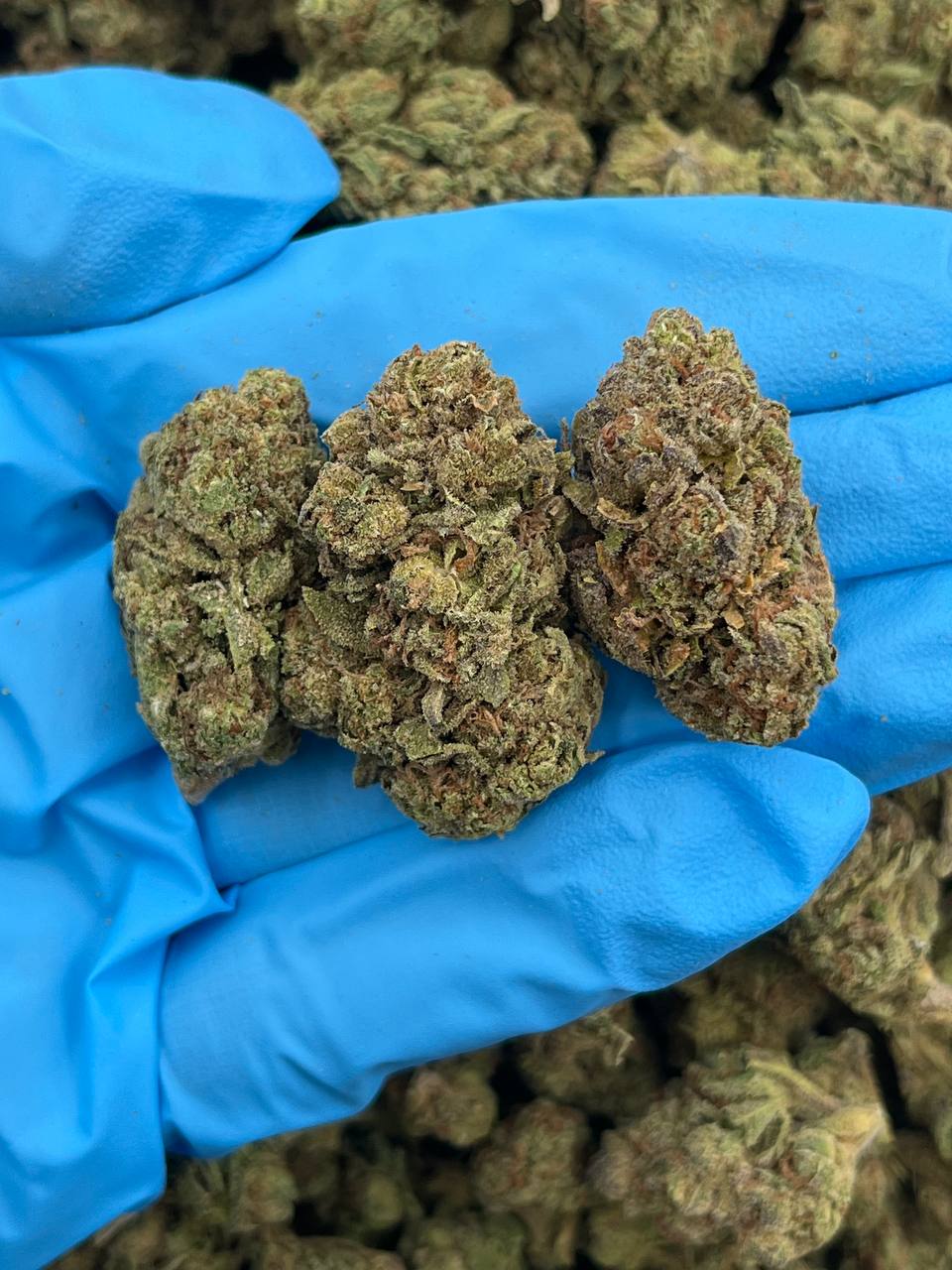 Hurricane Gelato -CKN707AL