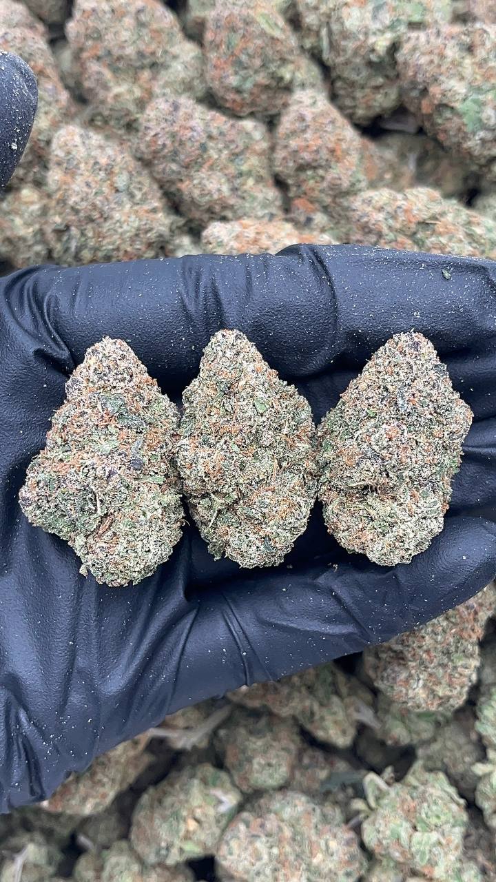 Bacio Gelato - PK615