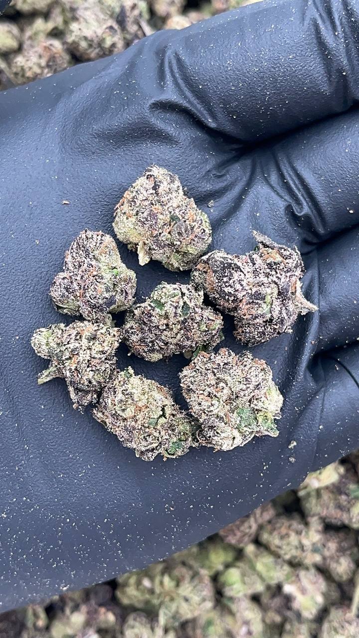 Sugar Daddy Smalls - PK630