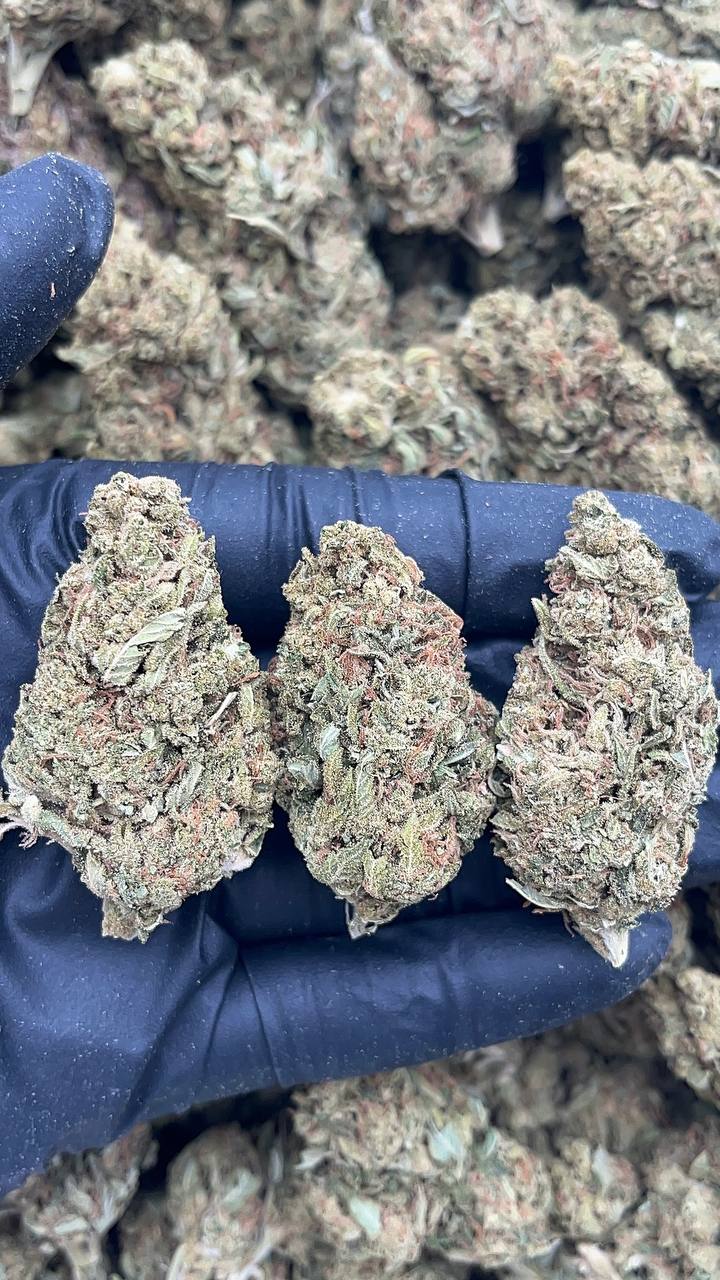 🔥Special Combo Alert🔥  Cereal Killer - PK600