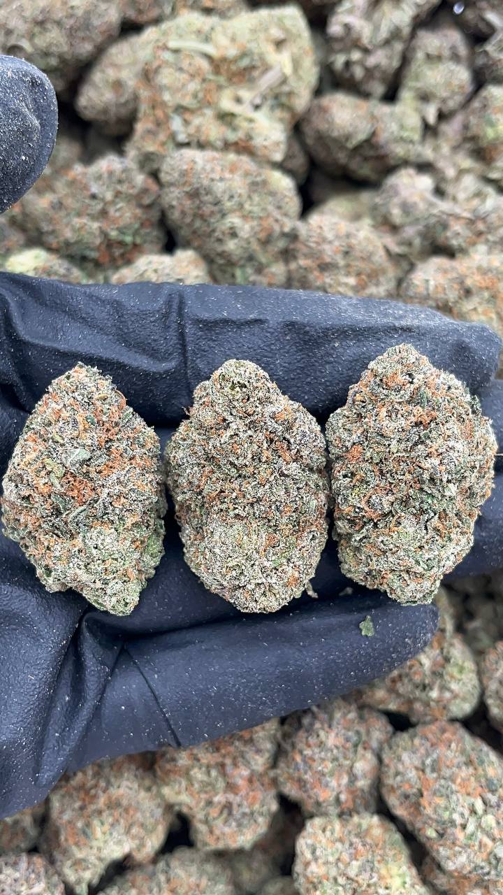 Sunset Sherbet - PK275