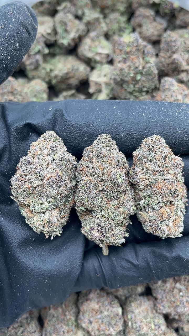 Coffin Candy - PK118