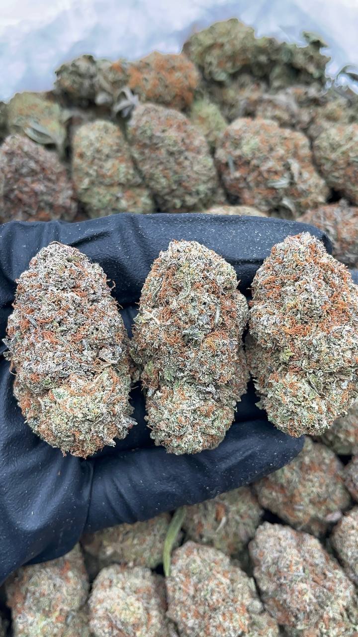 Platinum Kingdom - PK219