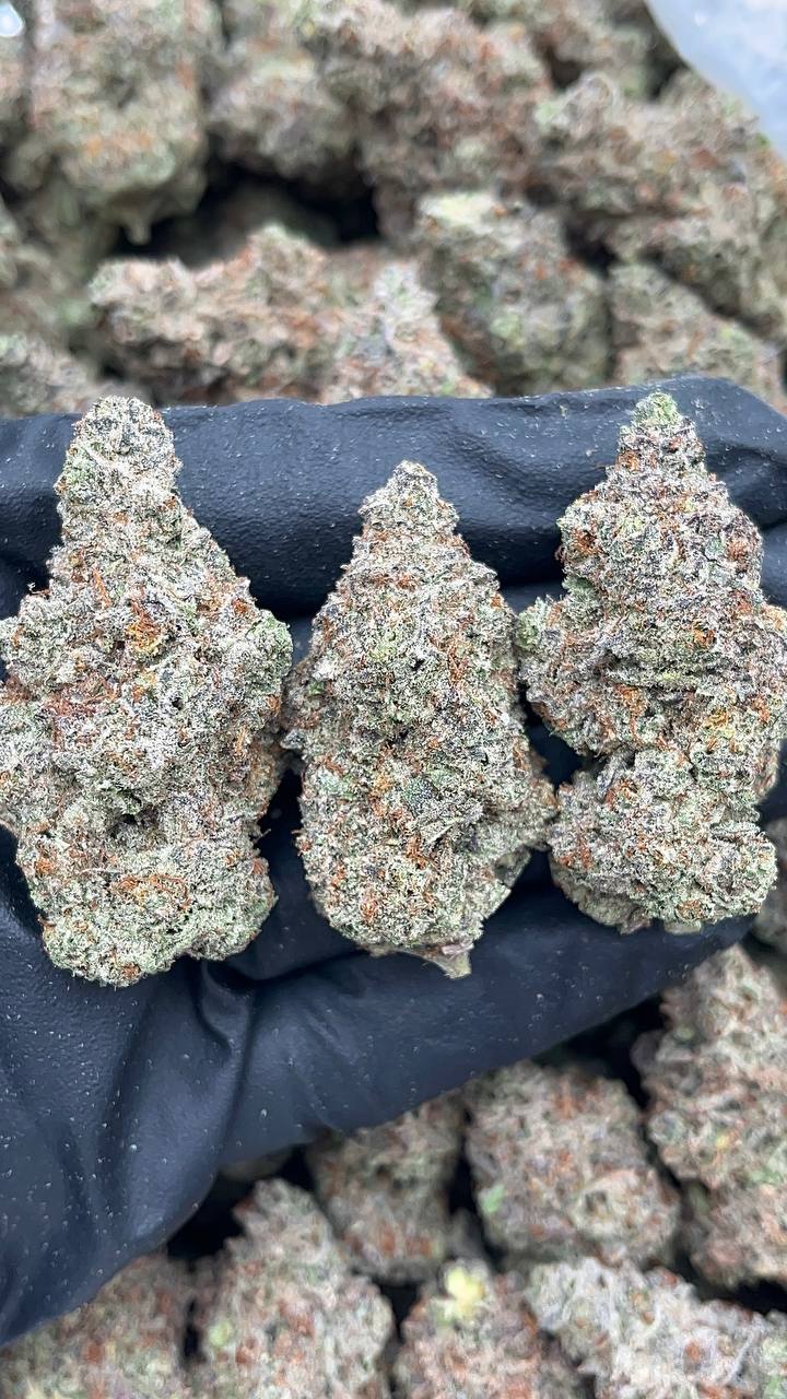 Cookie Monster - PK216