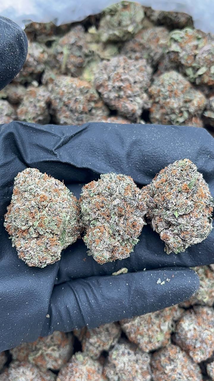 Truffle Monkey - PK203